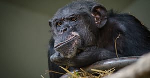 are-research-savvy-chimpanzees-skewing-study-results?