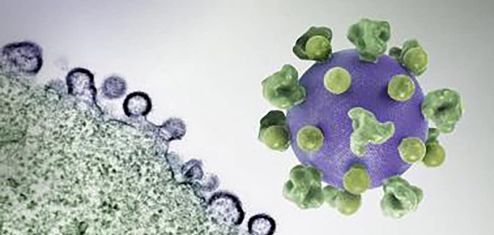Clues to a Cure: Next Berlin Patient Has Powerful Natural Killer Cells