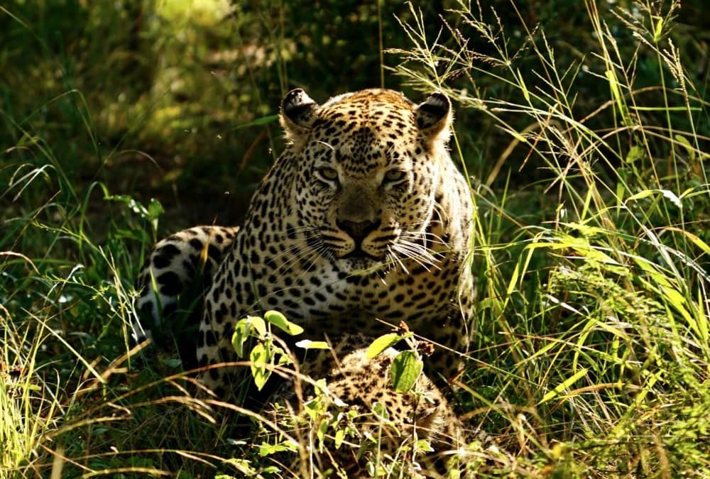 Leopard ambushes warthog family in Greater Kruger