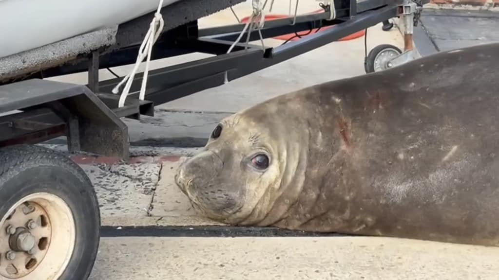 Gordy, is that you? Elephant seal returns to pay Simon’s Town a visit