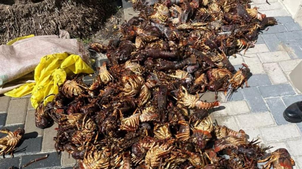 Rock lobster poachers caught in police sting operations
