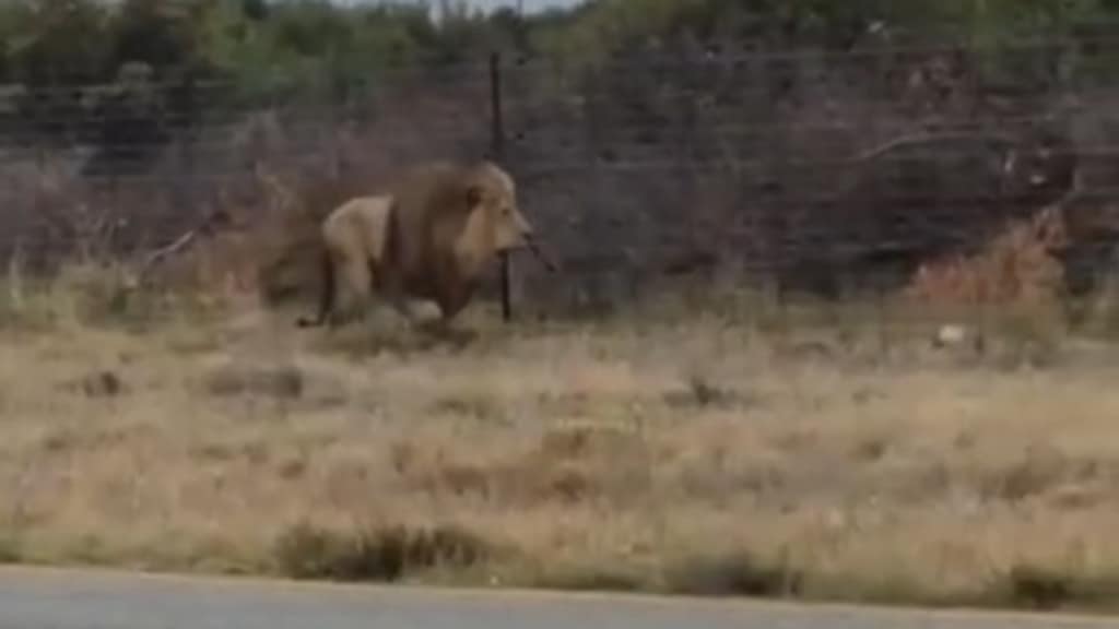 Lion leaps to freedom during transit near Lichtenburg