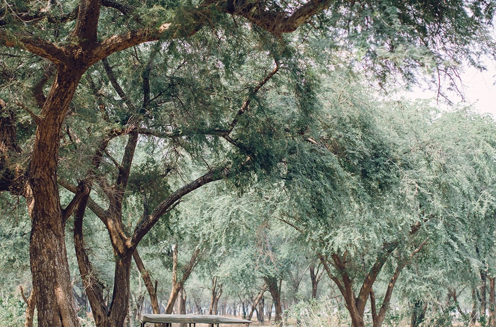The “Big Five” trees of Kruger and how to identify them
