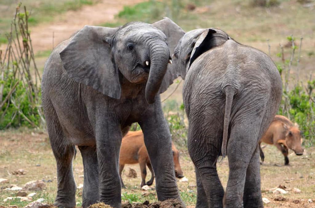 Unique wildlife destinations around the world