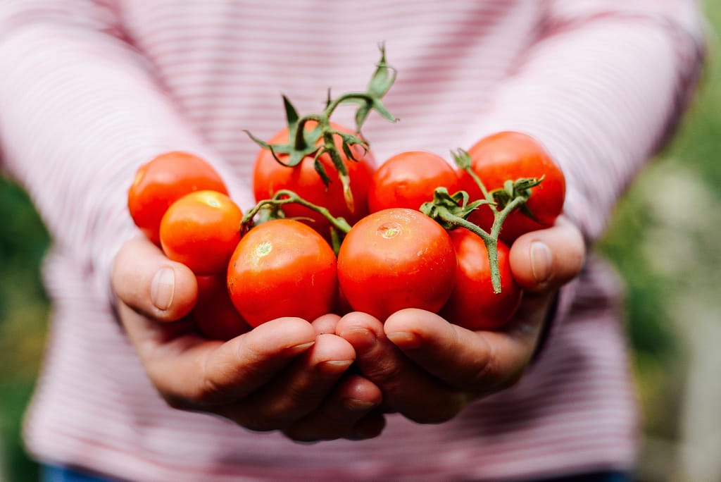 summer-harvest-recipes