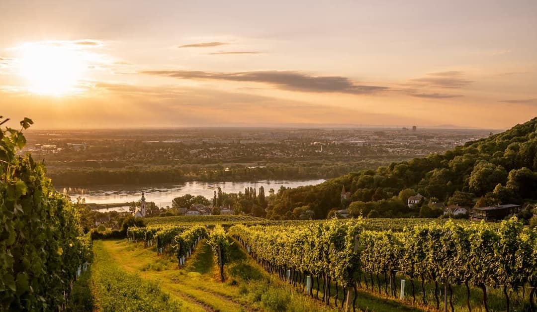 Vienna’s Wine Country: Sipping Your Way Through Europe’s Only Capital City Vineyards