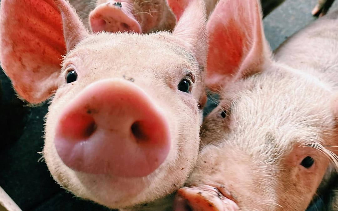 The Challenges of Comparing Welfare Across Species