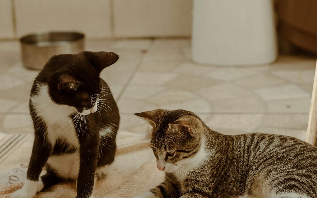 The Social Life of Cats