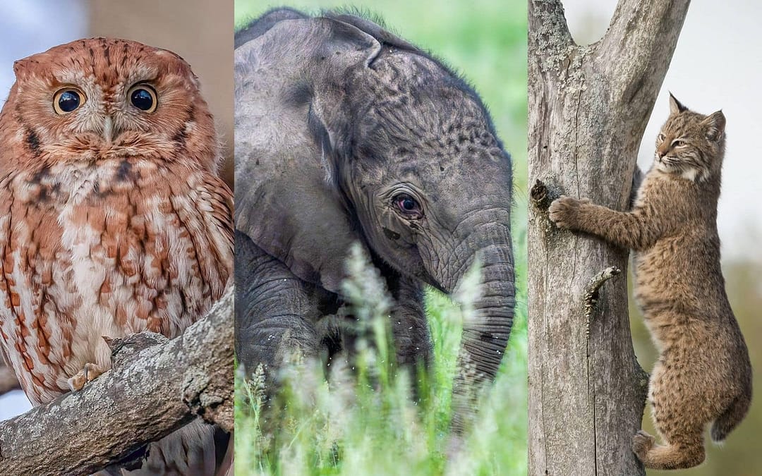 Don’t Miss the Top 20 Photos from Our Wildlife Photo Contest