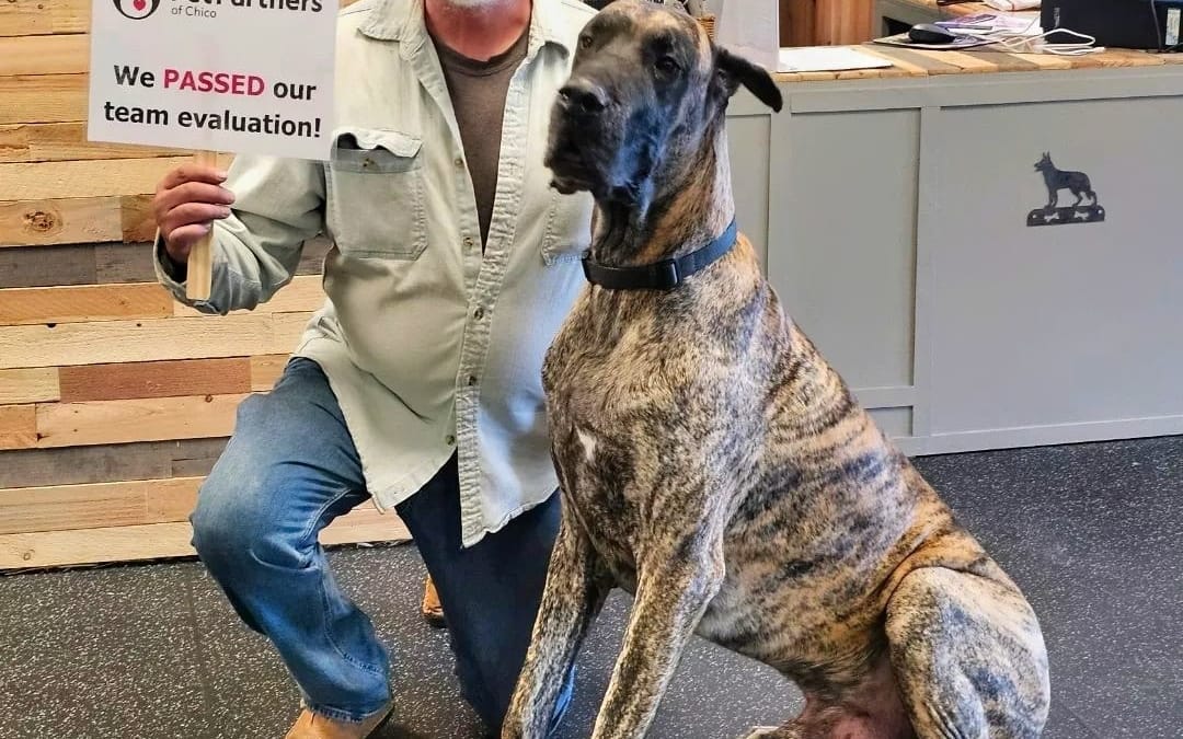 Looking for Extraordinary Pets: Could Your Pet Be the Next ‘Pet of the Year’?