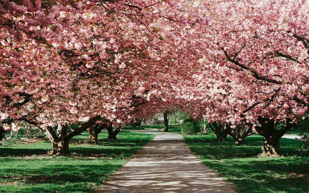 Chasing Beauty – The Best Spots to Witness Cherry Blossoms Blooming Around the World Now