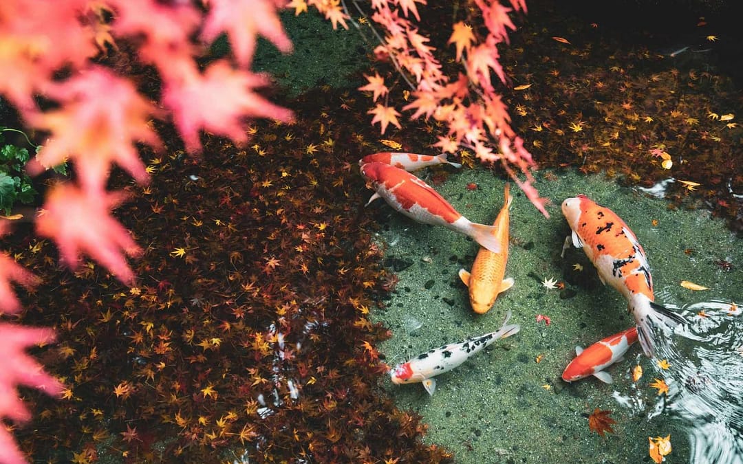 Unlock the Best of Japan—Discover the Perfect Month for Your Visit