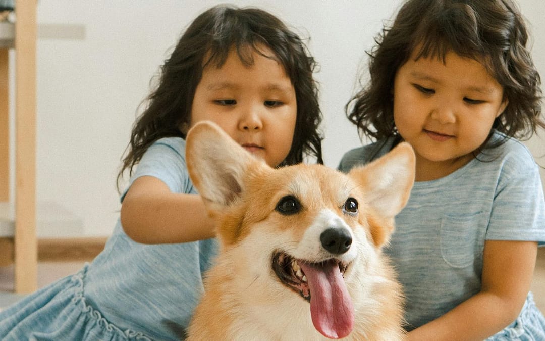 Why Do Most Humans Have Positive Feelings for Dogs?