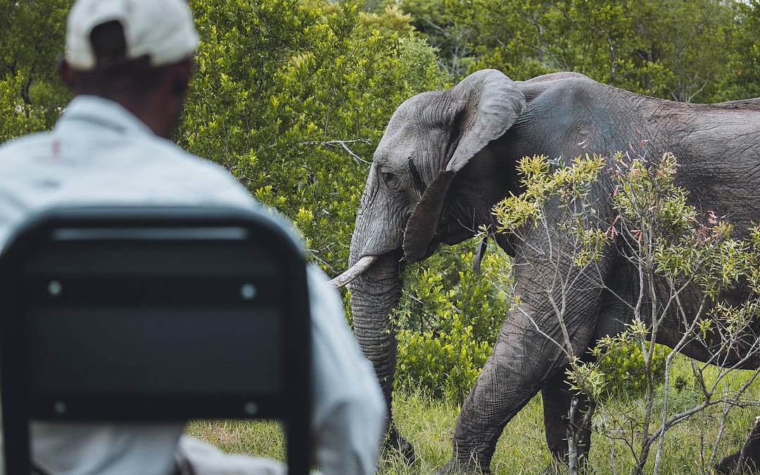 What to do in a potentially dangerous wildlife encounter