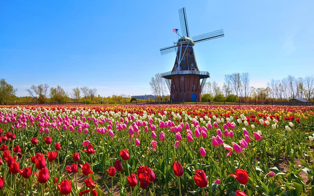 A Guide to Tulip Time in Holland, Michigan