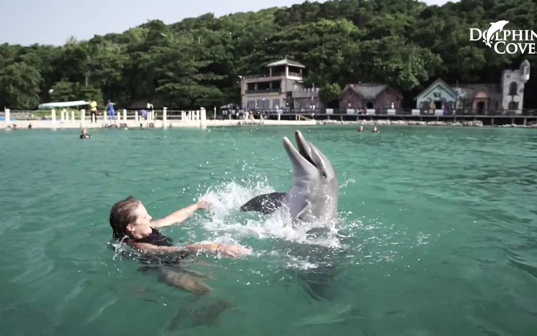 Unforgettable Experience at Dolphin Cove Ocho Rios