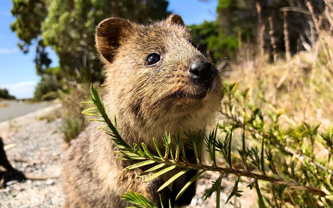 Life Lessons With Quokkas on Rottnest Island in Western Australia