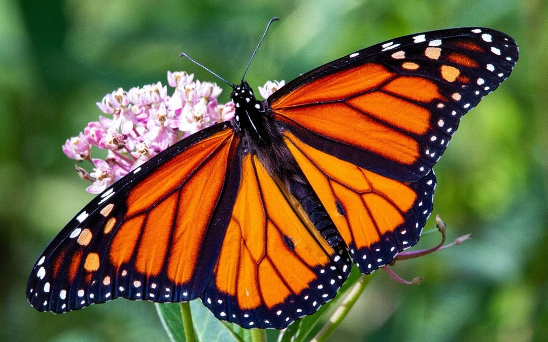 Flight of the Monarchs: Mexico’s Mystical Butterfly Migration