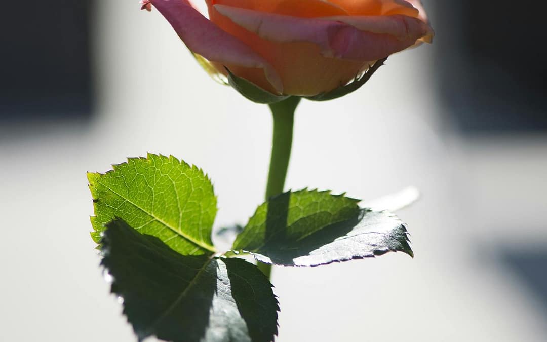 9 Basic Elements in the Chemistry of Romantic Attraction