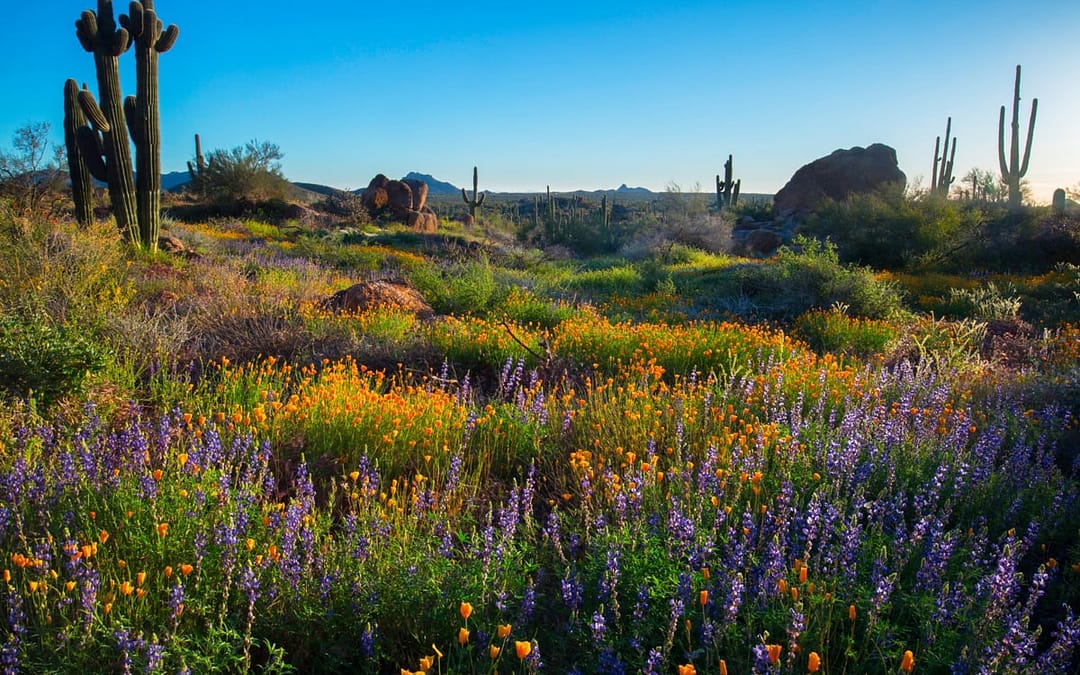 Desert Bloom: Your Guide to a Perfect Spring Escape in Scottsdale