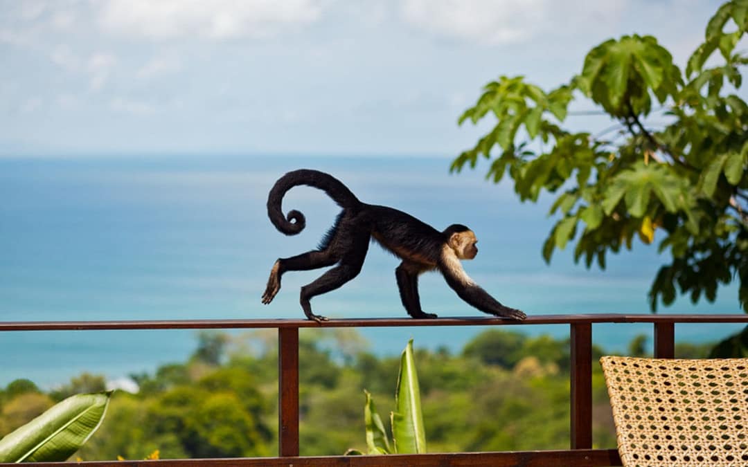 Call of the Wild: Costa Rica’s Osa Peninsula