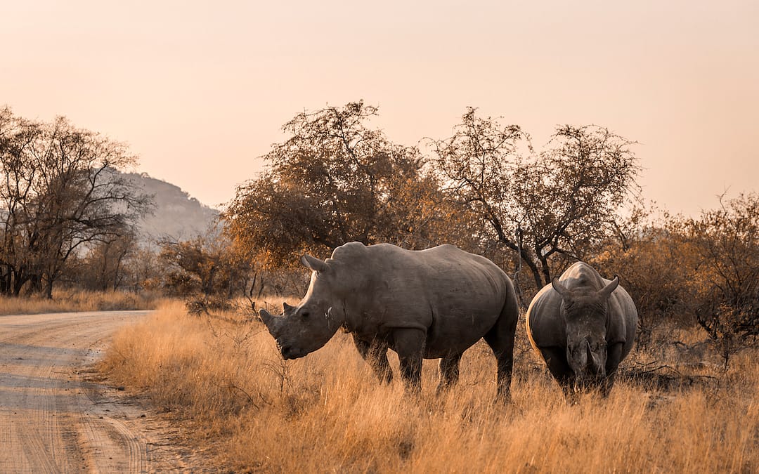 Over 100 rhinos killed in first three months of 2025