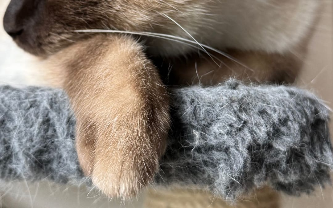 Insights on Left-Handedness in Animals