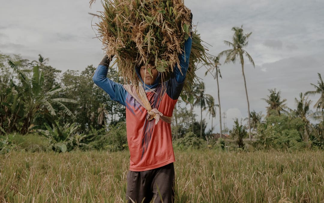 A Balinese Initiative Reimagines Rice Farming