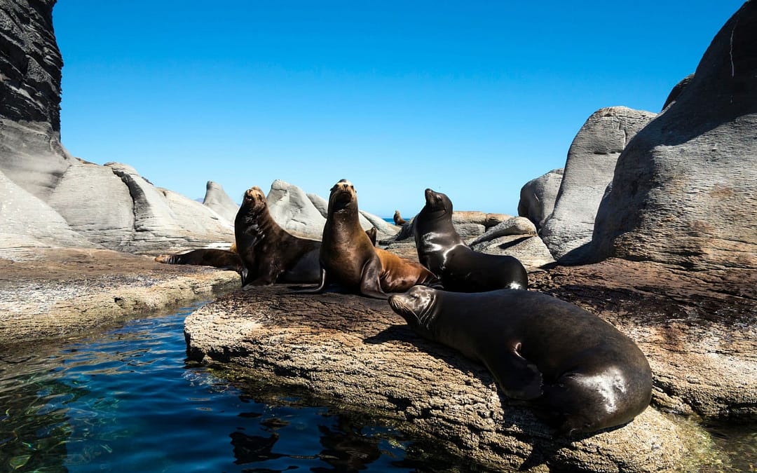 Swimming With Sea Lions and Other Water Adventures in Mexico’s Baja Paradise