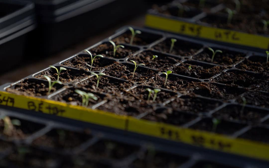 The Fungi That Could Transform Agriculture