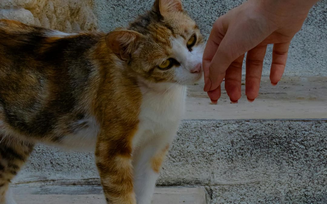 Your Cat Can Identify You By Smell Alone