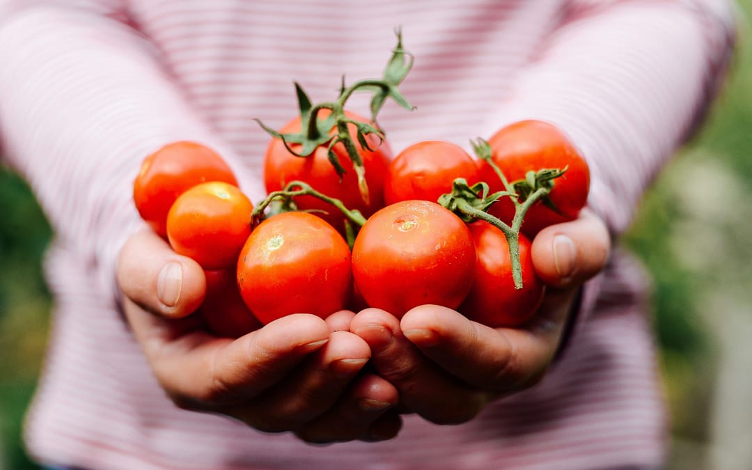 Summer Harvest Recipes