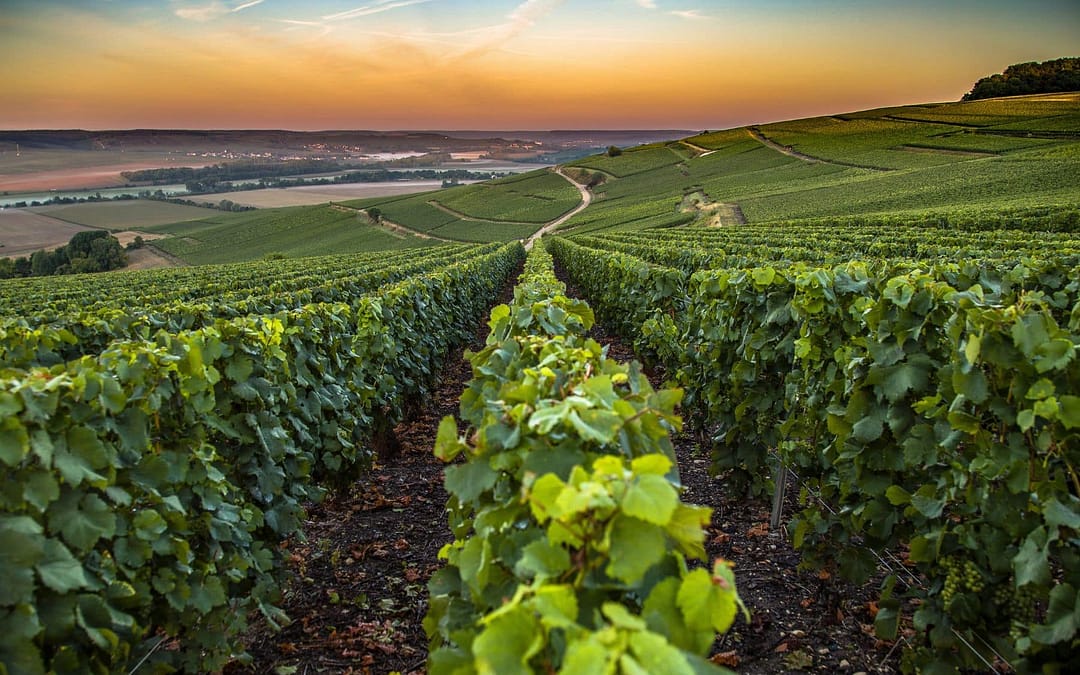 Sip Your Way Through France: The Ultimate Wine Lover’s Journey from Champagne to Corsica