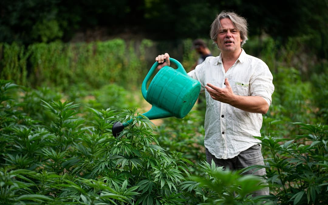 How to grow legally in Czechia from January next year?