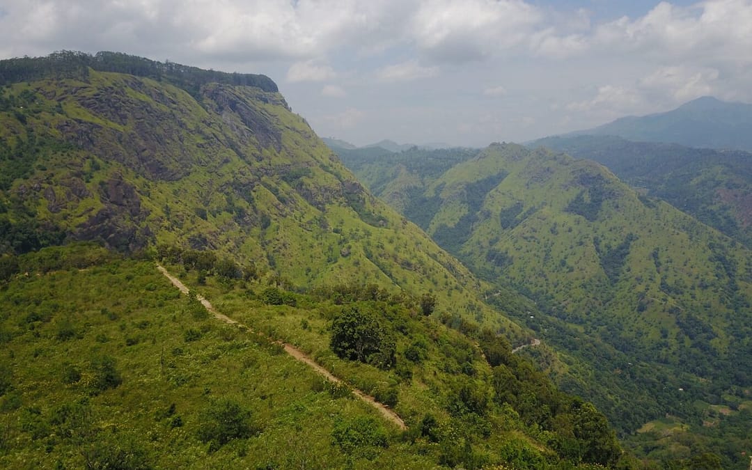 Replanting the Future: Trees for Days and the Rise of Regenerative Travel