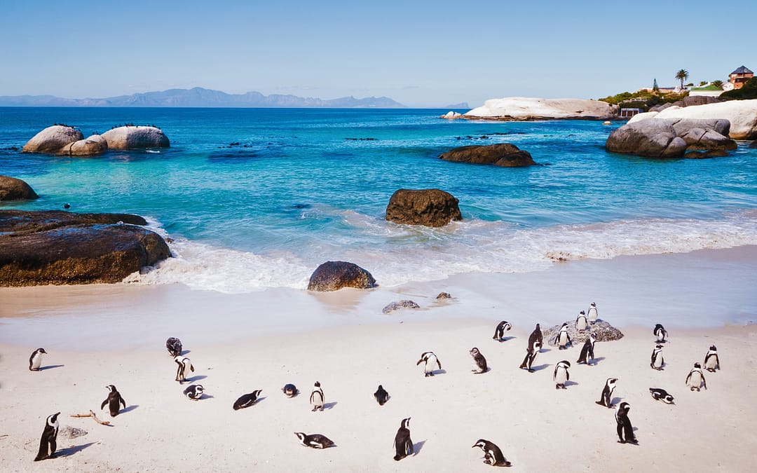 Beyond the Big Five: South Africa’s Spectacular Ocean Safari