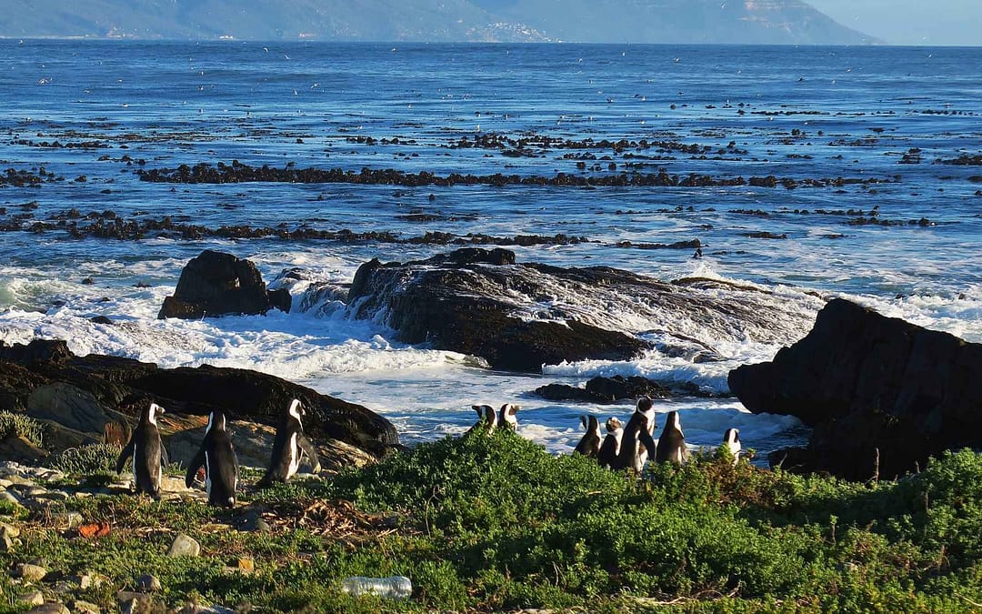 A Tale of Two Cities: Johannesburg and Cape Town