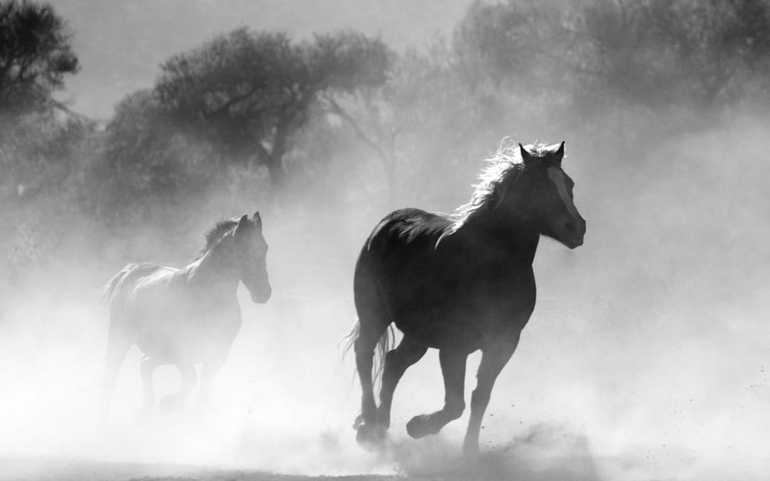 Revisiting and Reframing History as If Animals Matter