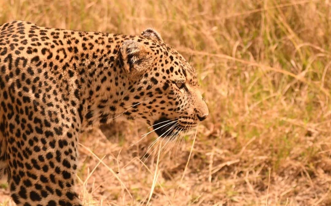 Tales of the Savannah: A Front-Row Journey Through the Masai Mara