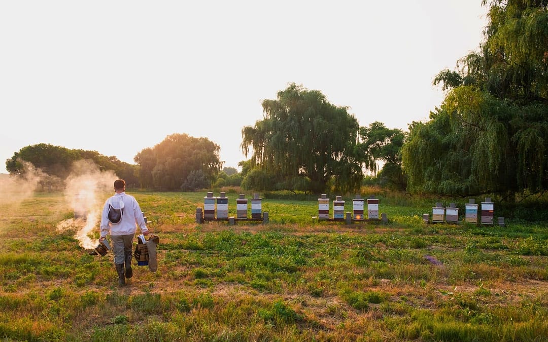 Buzzing into Sustainability: How Hotels Are Embracing Beekeeping Initiatives