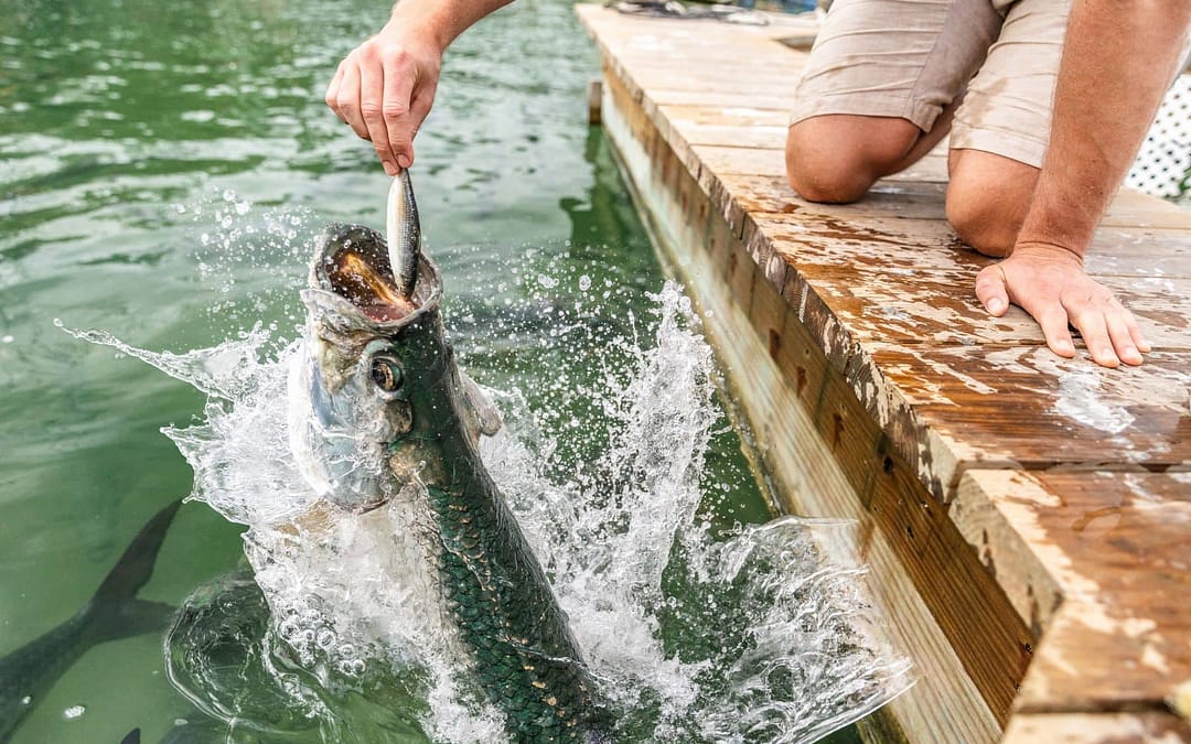 Hand-Fed and Heart-Pounding: Meeting the Tarpon of Robbie’s Marina