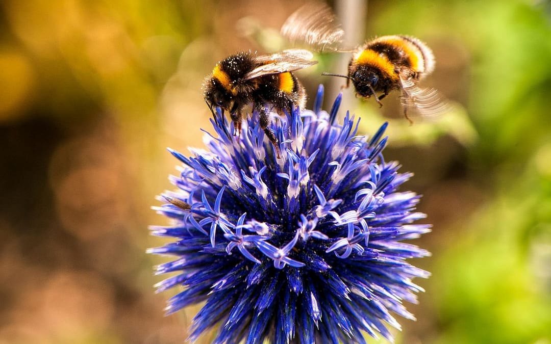 Happy Sugar-Filled Bumble Bees Feel and Share Their Joy