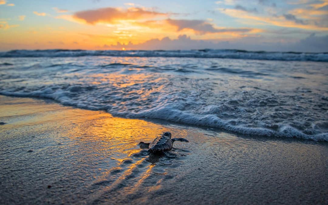 Baby Sea Turtle Release in Mexico: A Meaningful Experience