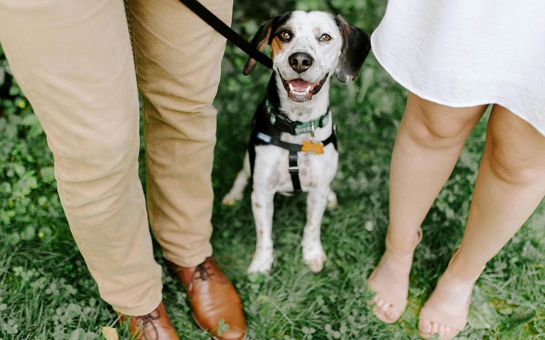 Owning a Pet Can Shape Romantic Relationship Quality