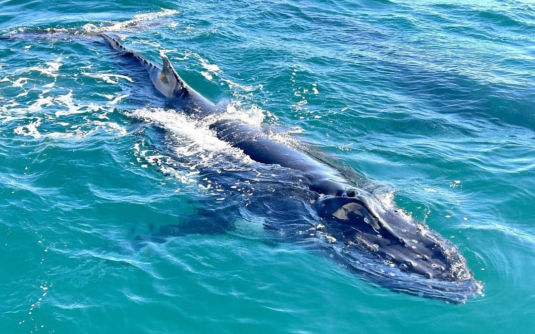 Hervey Bay, Queensland: Australia’s Whale-Watching Capital
