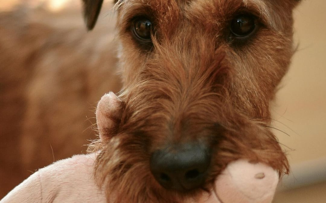 Those “Cute” Animal Videos Aren’t So Cute After All
