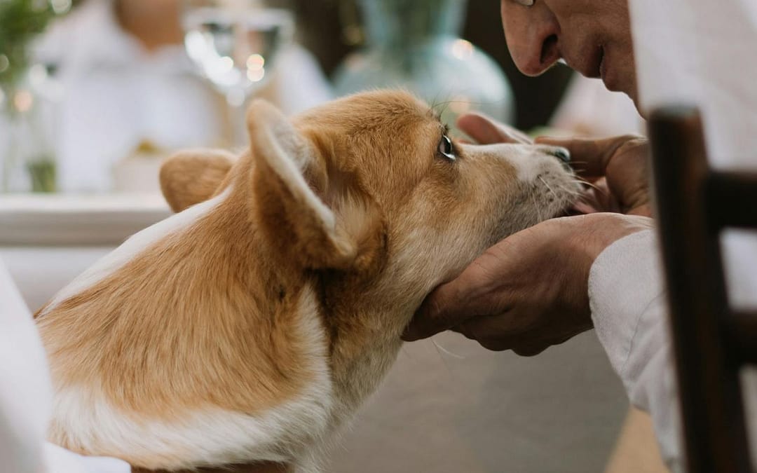 Humane Non-Humans: (Un)healthy Bonds?