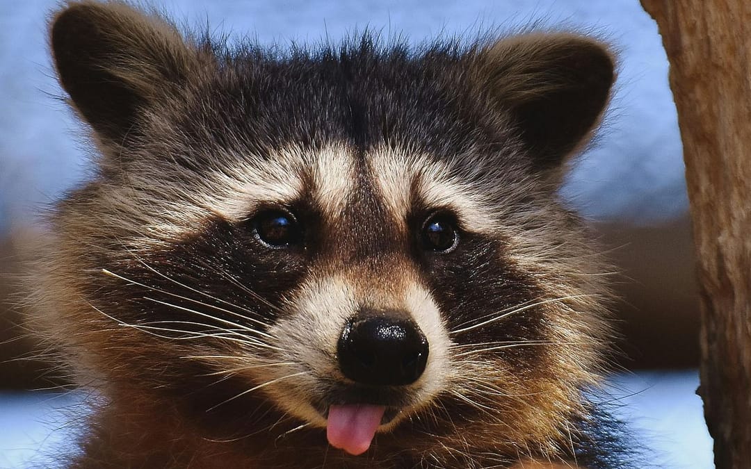 Overcoming Cynicism: Lessons From a Drunk Raccoon