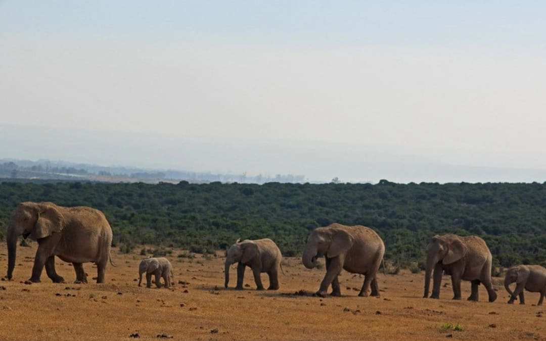 South Africa’s Addo Elephant National Park Is the Ultimate Family Safari