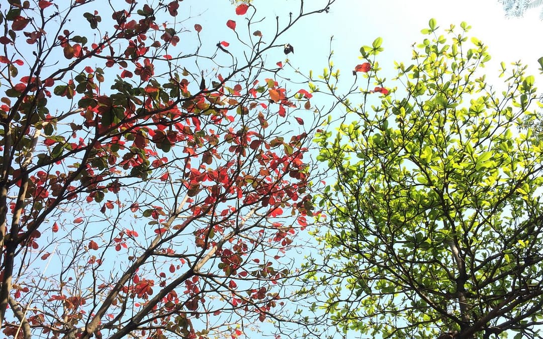 The Path Toward Self-Growth Is Paved With Self-Acceptance